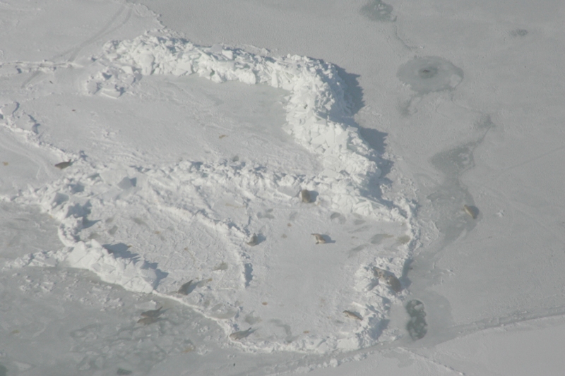 Ice Survey Ice Survey